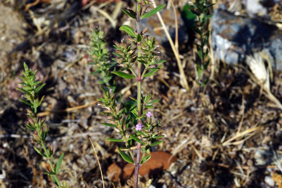 Micromeria graeca subsp. graeca